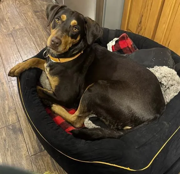 An adult medium-sized female Brown / Chocolate Labrador Retriever dog named Summer for adoption in Pleasant Valley, NY