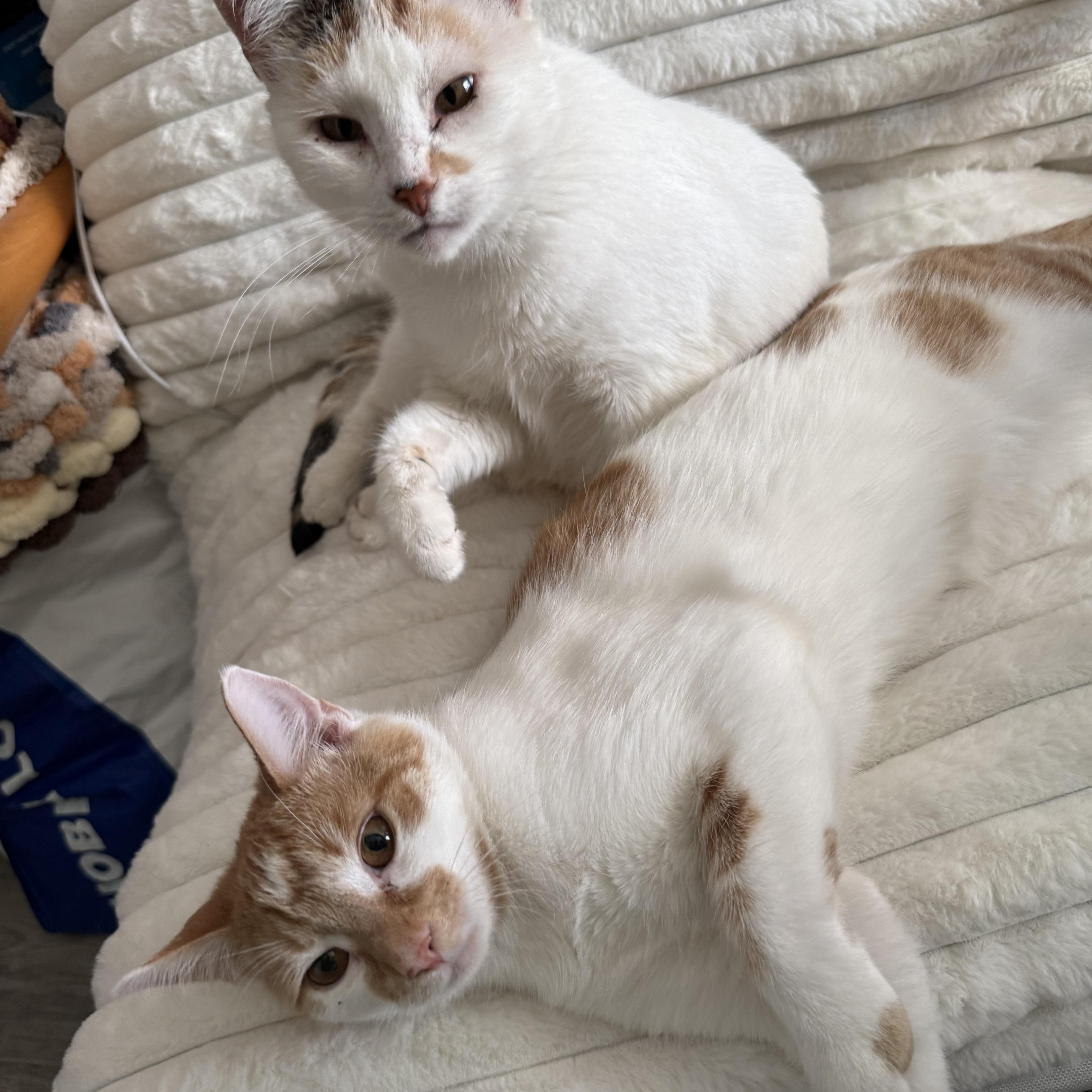 Mama Soufflé thumbnail 3