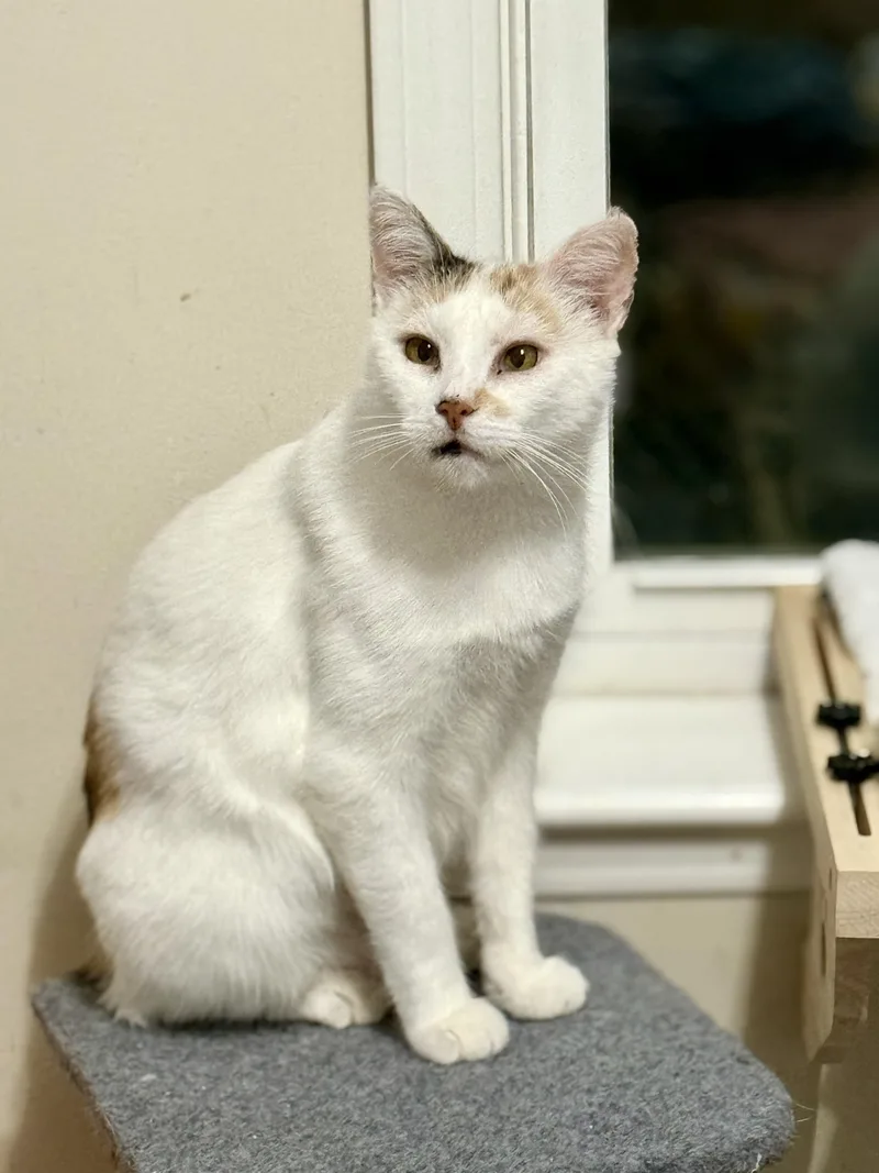 Mama Soufflé thumbnail 4