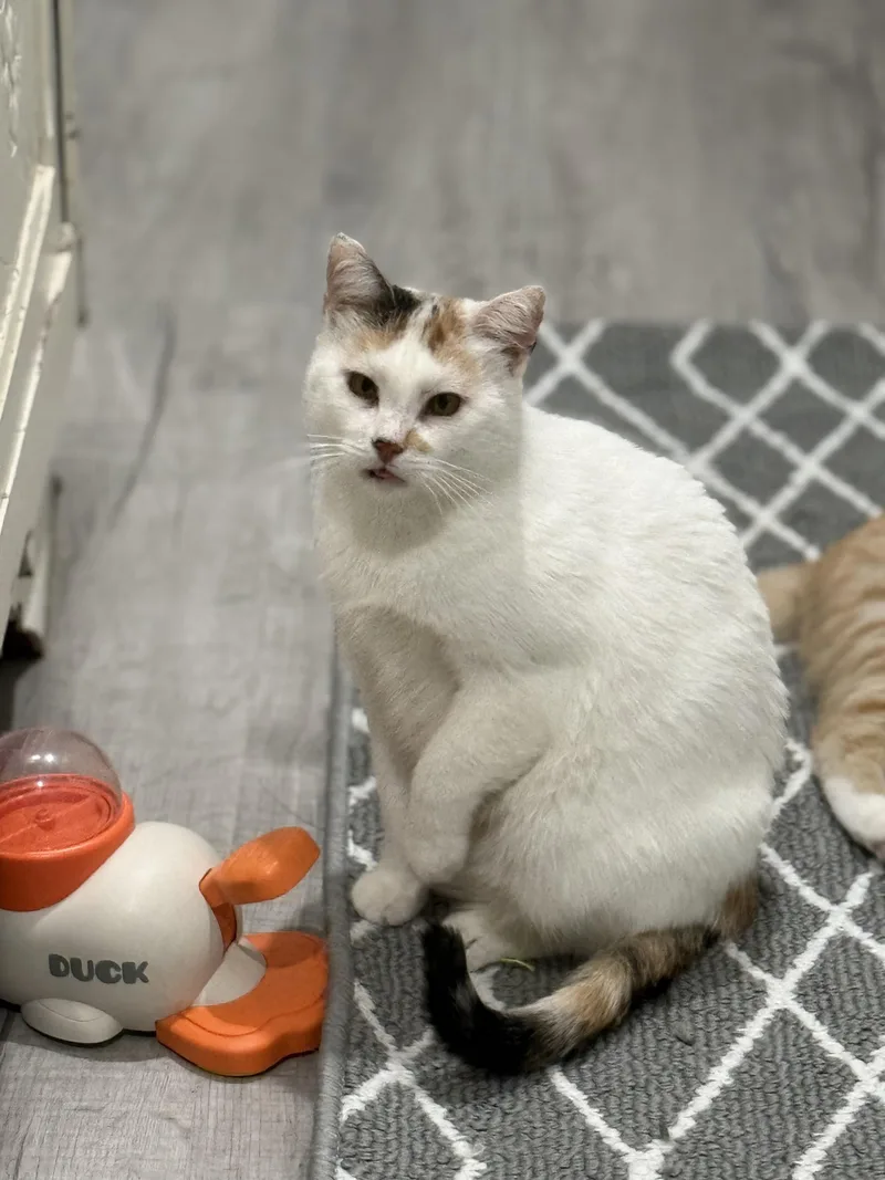 Mama Soufflé thumbnail 5