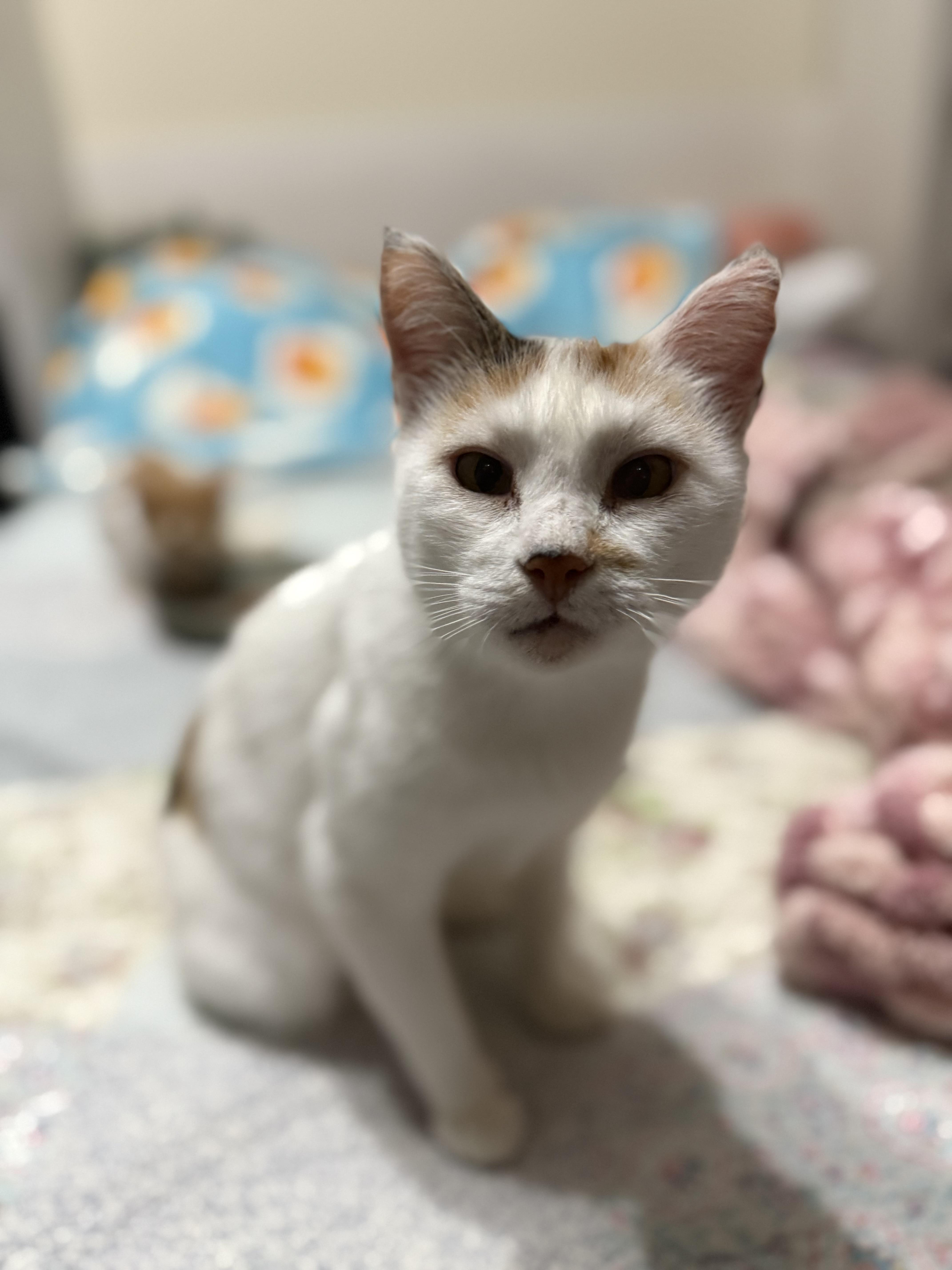 Mama Soufflé thumbnail 6