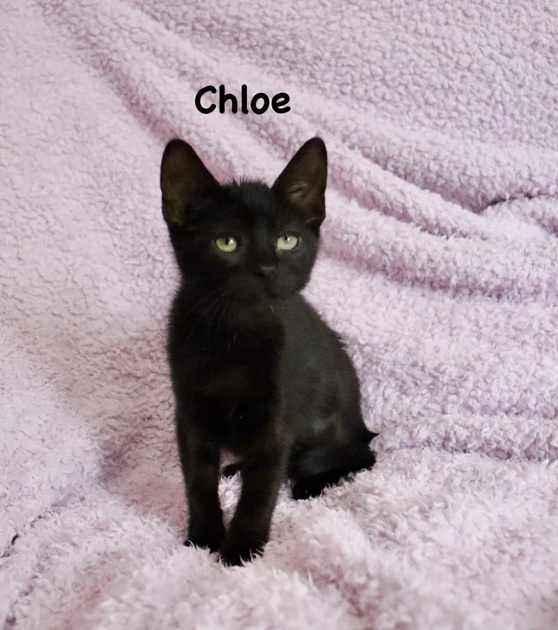 Chloe