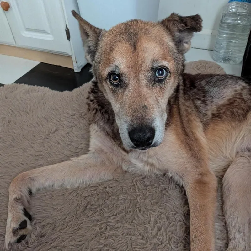 A senior medium-sized male Yellow / Tan / Blond / Fawn German Shepherd Dog dog named Zeke for adoption in Columbus, GA