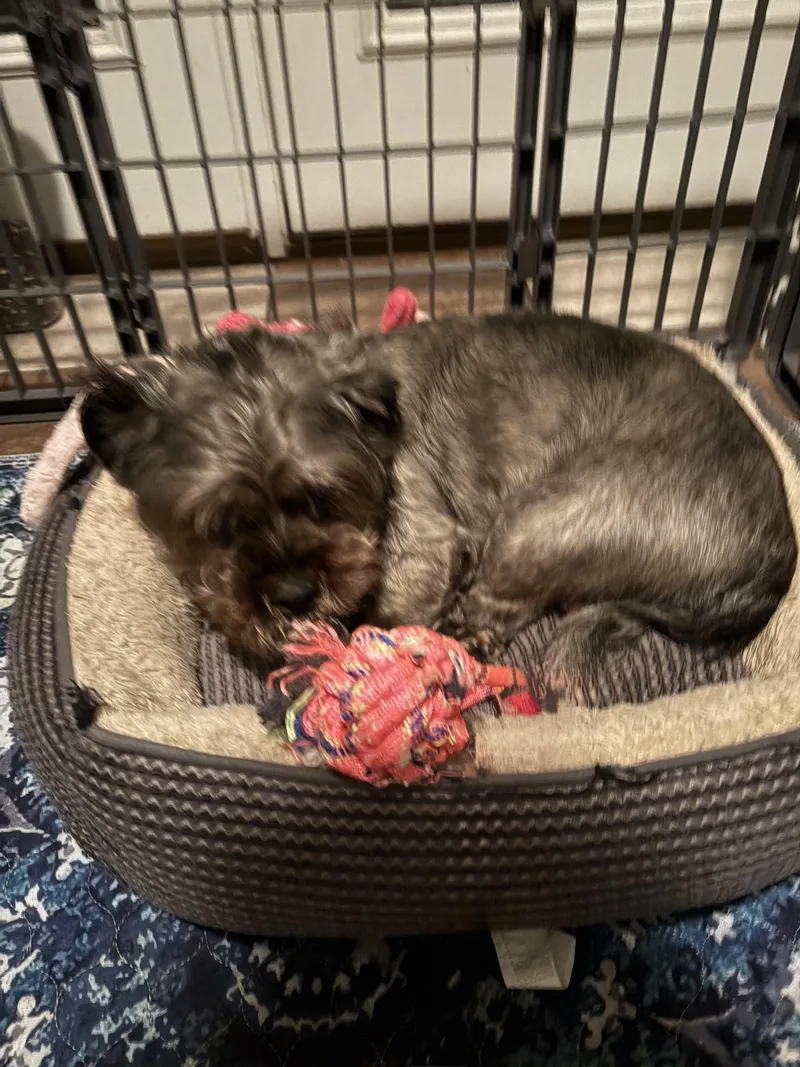 An adult small-sized male Gray / Blue / Silver Shih Tzu dog named Milo Too for adoption in Worcester, MA