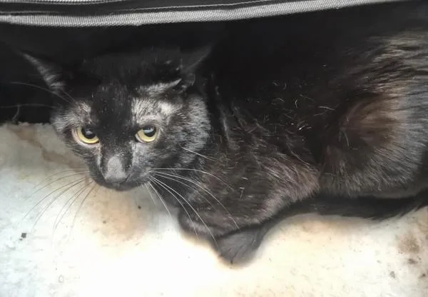 An adult medium-sized male Domestic Short Hair cat named Dayzen for adoption in New York, NY