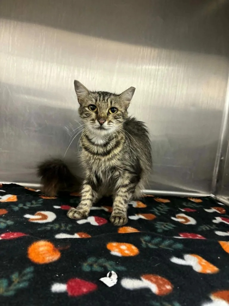 An adult medium-sized female Domestic Medium Hair cat named Rosa Lynn for adoption in Sorrento, LA