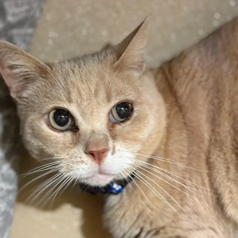A senior large-sized male Orange / Red Domestic Short Hair cat named Rusty for adoption in Santa Barbara, CA