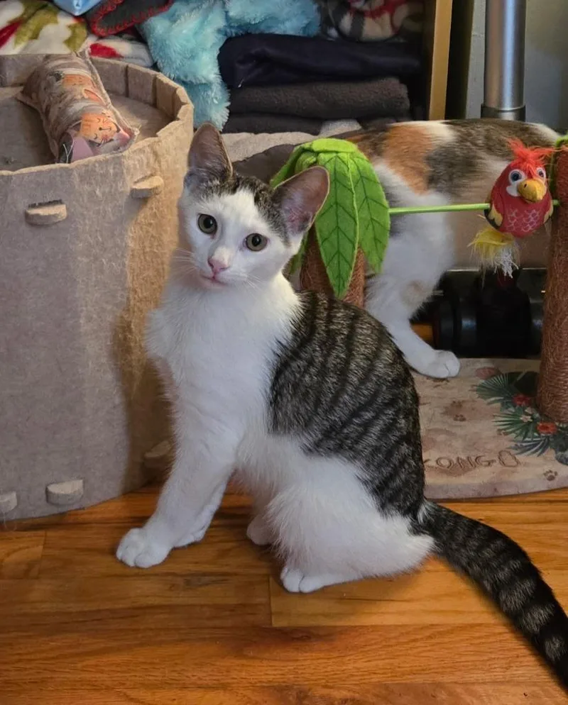 A baby medium-sized male Domestic Short Hair cat named Duster for adoption in Lancaster, PA