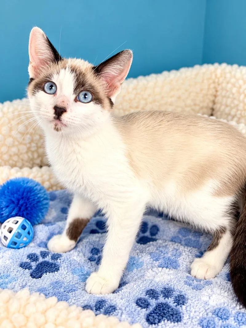 A baby medium-sized male Snowshoe cat named Baxter Napa for adoption in Napa, CA