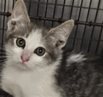 A baby medium-sized male Domestic Short Hair cat named Dustin for adoption in Los Angeles, CA