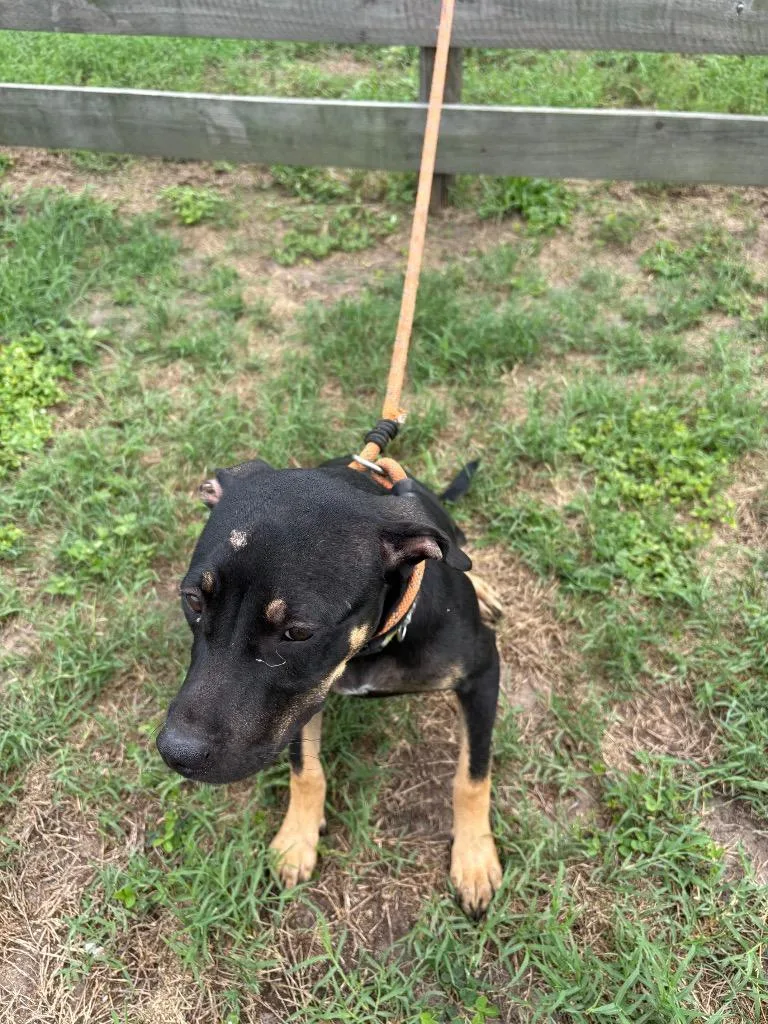 A baby small-sized male Black Mouth Cur dog named Hillary for adoption in Wauchula, FL