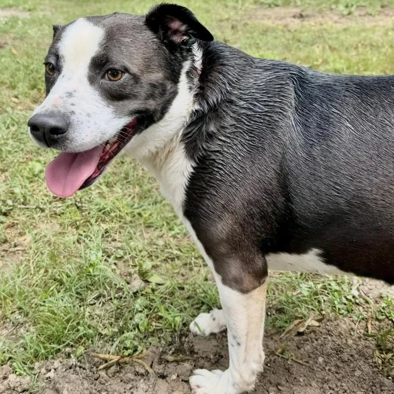 An adult medium-sized female Black McNab dog named Freckles for adoption in Longview, TX