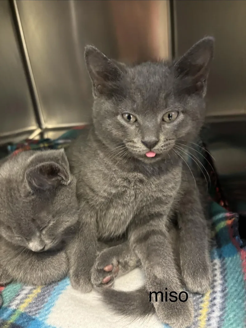 A baby small-sized male Domestic Short Hair cat named Miso for adoption in Topsham, ME