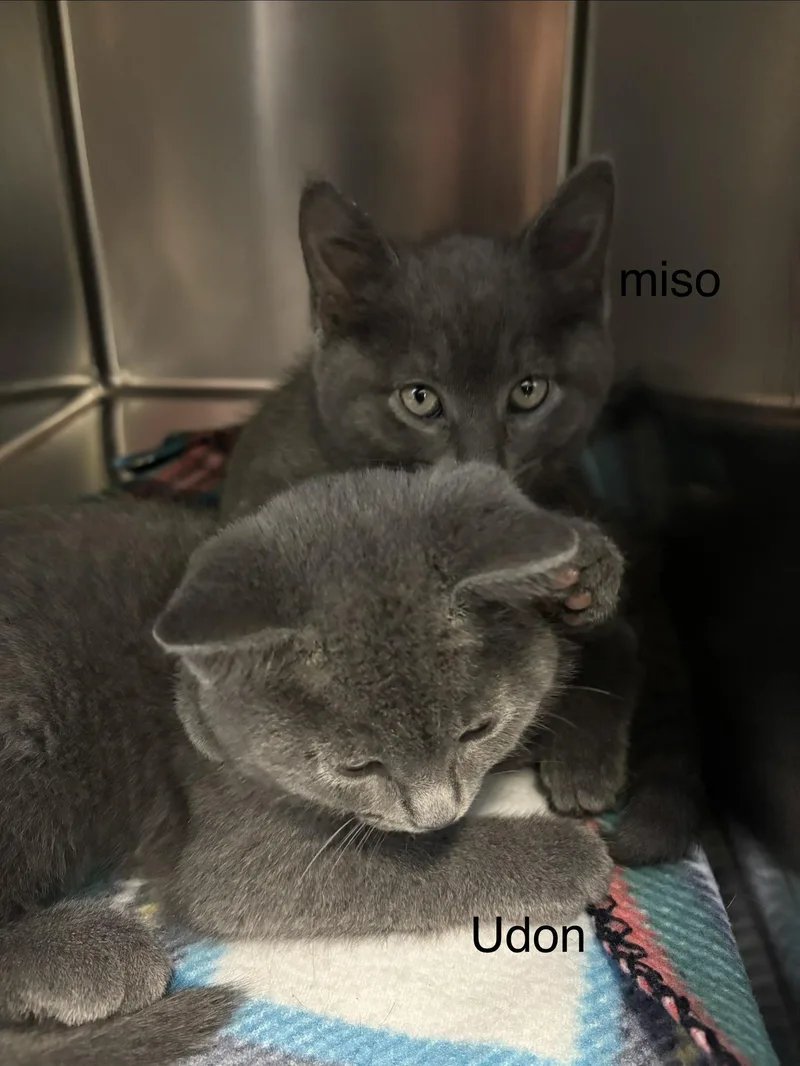 Miso thumbnail 3