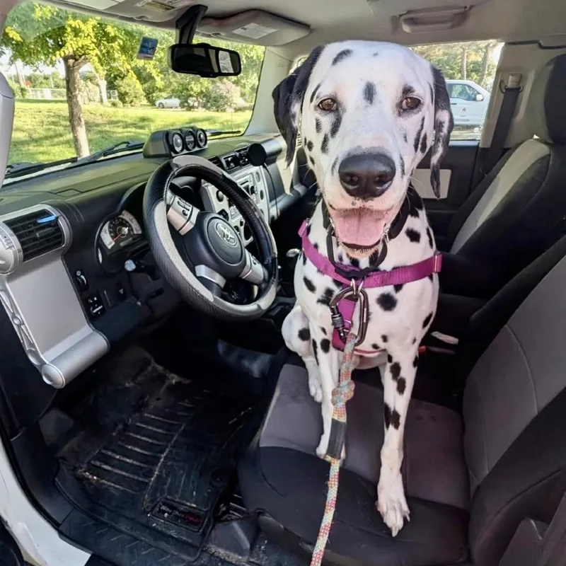 An adult large-sized male White / Cream Dalmatian dog named Tugboat for adoption in Austin, TX