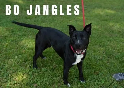An adult large-sized male Staffordshire Bull Terrier dog named Bo Jangles for adoption in Clinton, MO