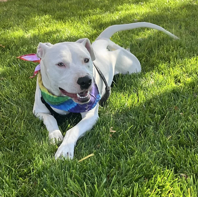 An adult medium-sized female American Staffordshire Terrier dog named Whisper for adoption in Levelland, TX