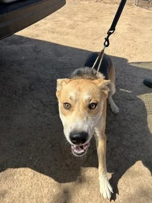 A baby large-sized male Husky dog named Whiskey for adoption in Fresno, CA