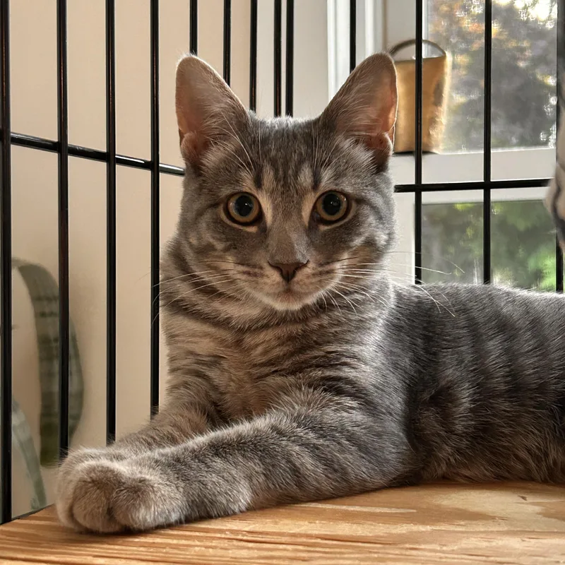 A baby medium-sized female Tabby (Gray / Blue / Silver) Tabby cat named Tinsley for adoption in Roslyn Heights, NY