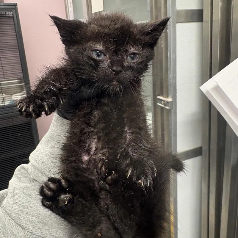 A baby small-sized male Black Domestic Short Hair cat named Bramble for adoption in Binghamton, NY