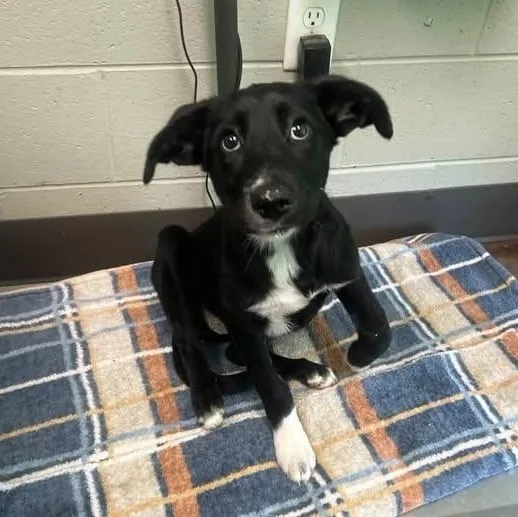 A baby medium-sized female Black Shepherd dog named Mykayla for adoption in Williston, VT