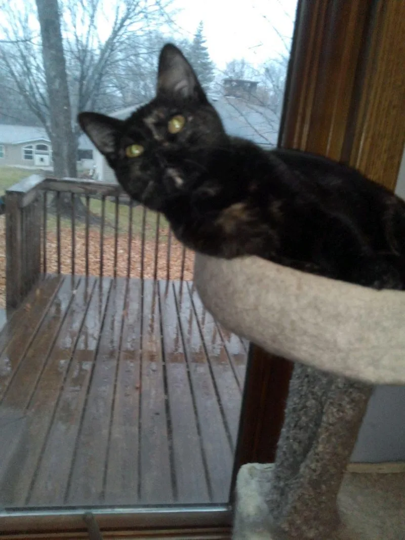 A young small-sized female Tortoiseshell Domestic Short Hair cat named Andrea for adoption in Mound, MN