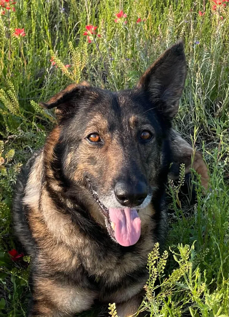 A senior large-sized female Bicolor German Shepherd Dog dog named Mabeline for adoption in Sadler, TX