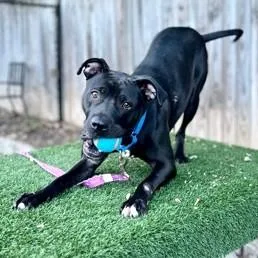 An adult large-sized female Mixed Breed dog named Rosie for adoption in Washington, DC