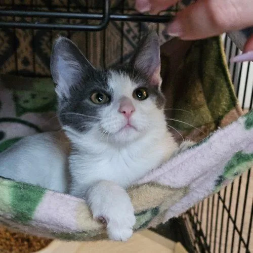 A baby small-sized male White Domestic Short Hair cat named Stewie for adoption in Knoxville, TN