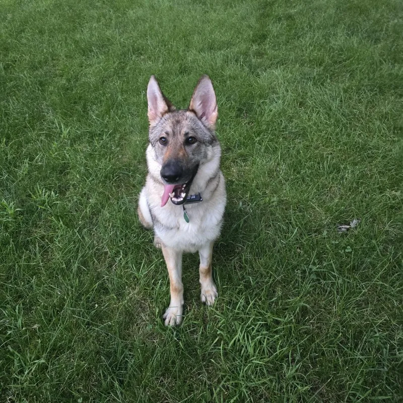 An adult medium-sized female Brown / Chocolate Shepherd dog named Delphine for adoption in Buffalo, MN