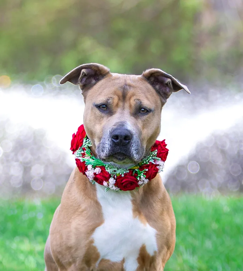 An adult medium-sized female Terrier dog named Rose for adoption in Coatesville, PA