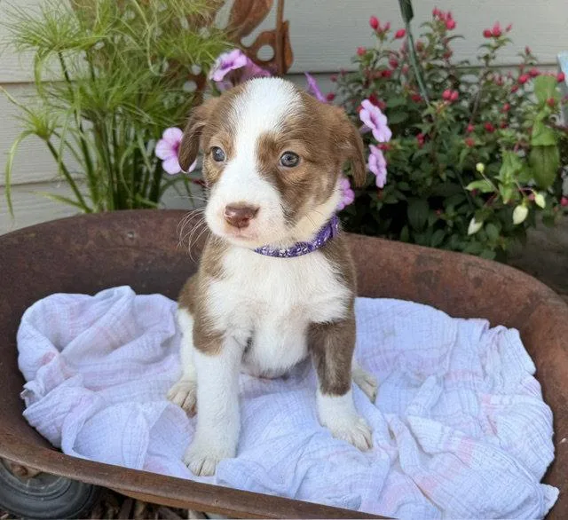 A baby medium-sized female Labrador Retriever dog named Belle Plaine for adoption in Duluth, MN