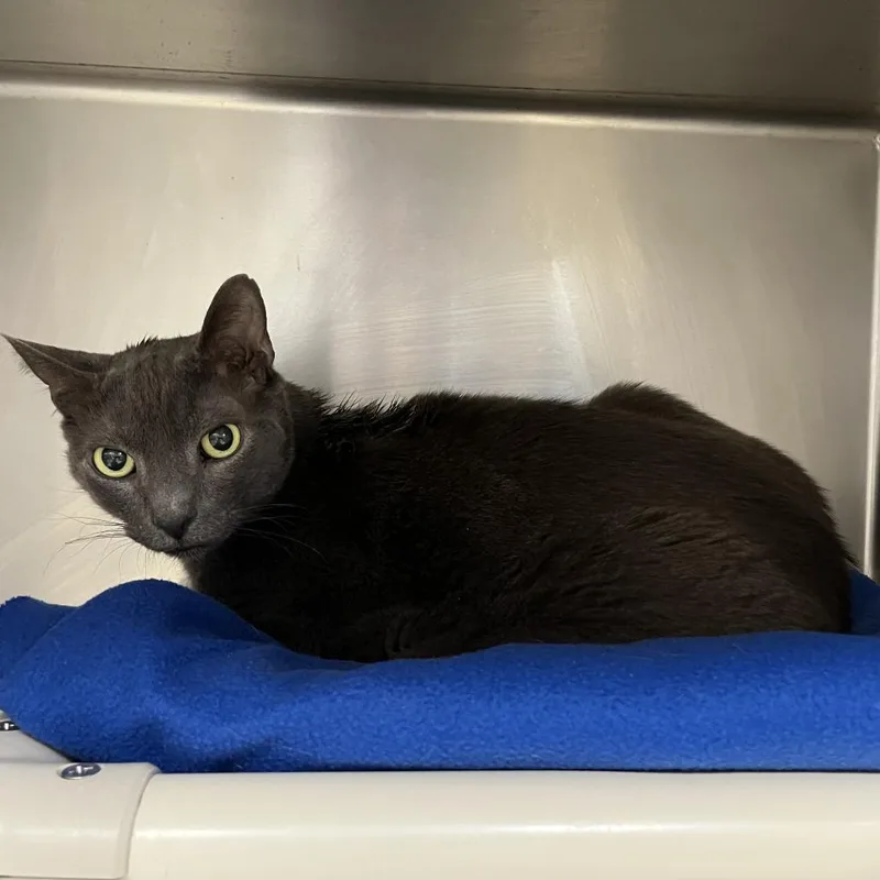 A senior large-sized male Gray / Blue / Silver Domestic Short Hair cat named Gray for adoption in Perkiomenville, PA