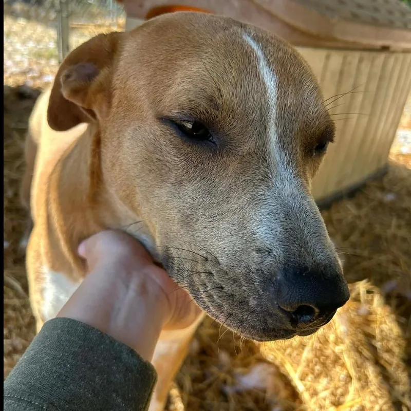 A young medium-sized male Yellow / Tan / Blond / Fawn Mixed Breed dog named Copper for adoption in Clarksville, TN