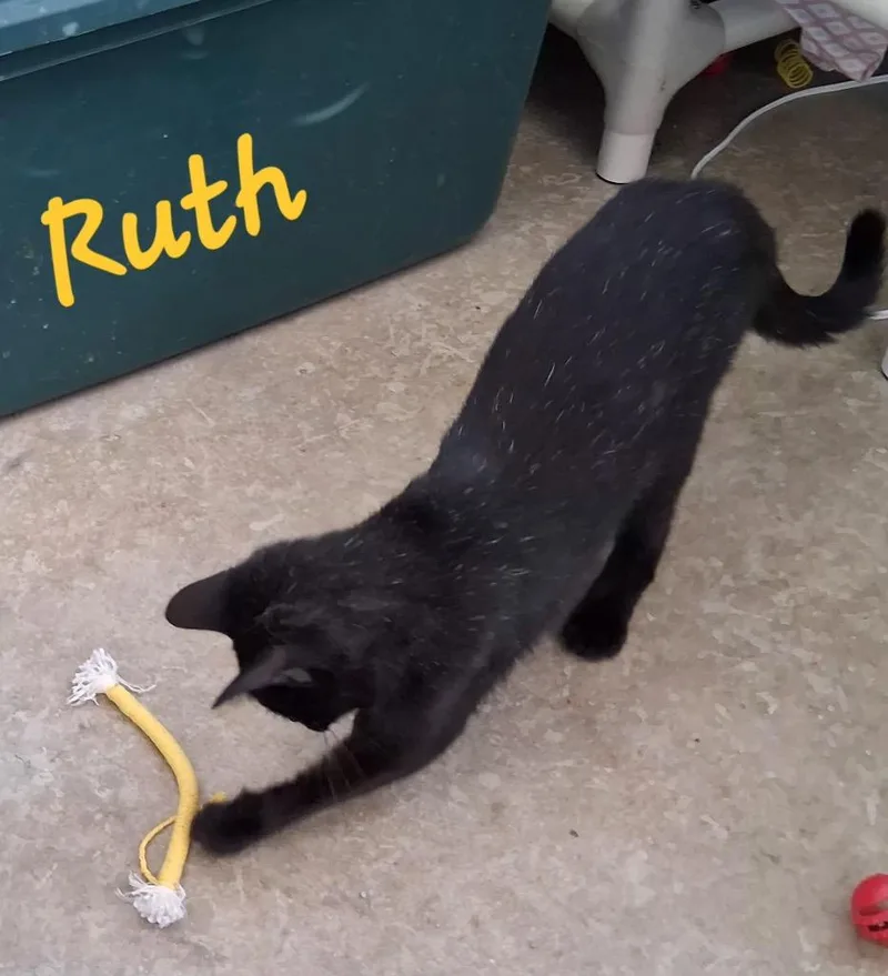 A young medium-sized female Domestic Short Hair cat named Ruth for adoption in Hartford City, IN