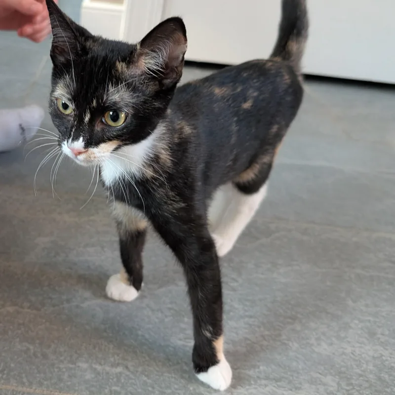 A baby small-sized female Calico Domestic Short Hair cat named Raffie Ribbon for adoption in Richmond, VA