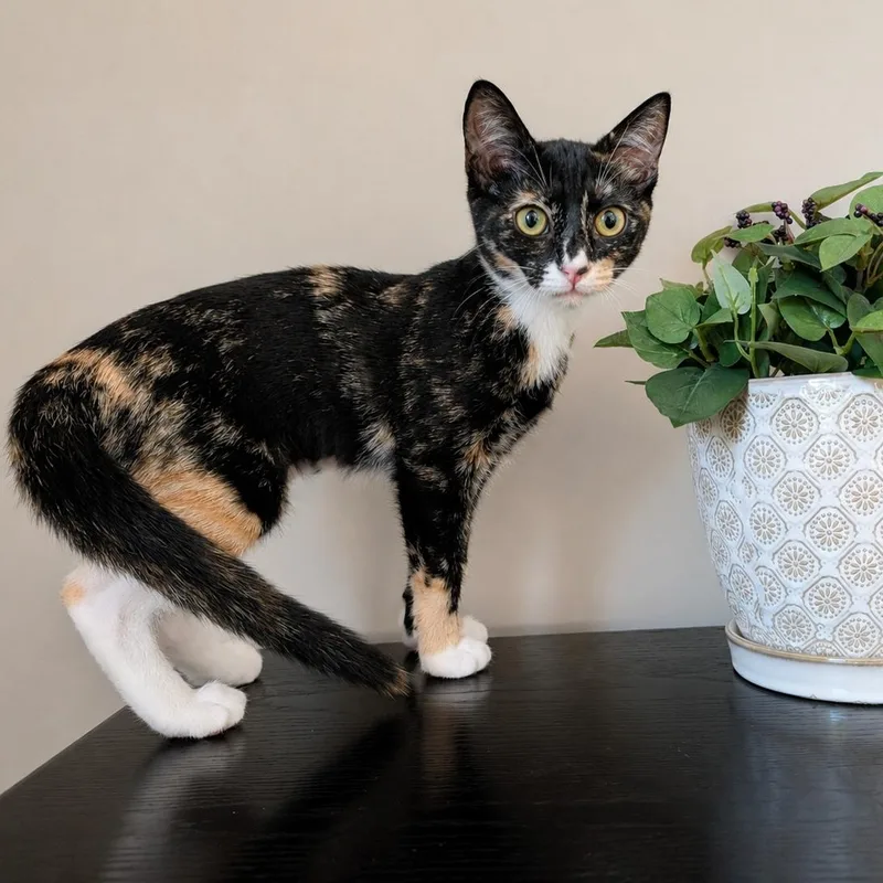 Raffie Ribbon thumbnail 2