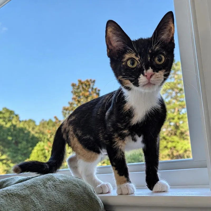 Raffie Ribbon thumbnail 4
