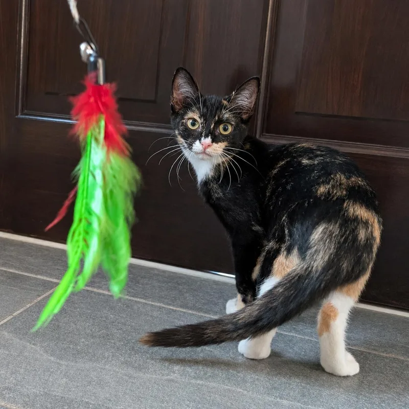 Raffie Ribbon thumbnail 5