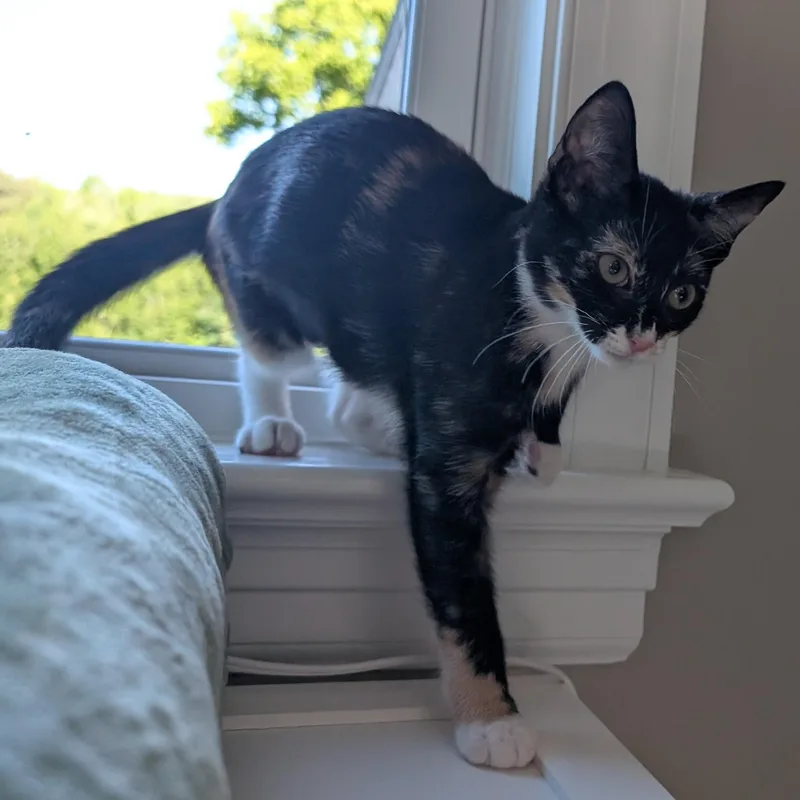 Raffie Ribbon thumbnail 6