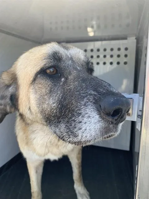 An adult large-sized female German Shepherd Dog dog named Dahlia for adoption in San Jose, CA