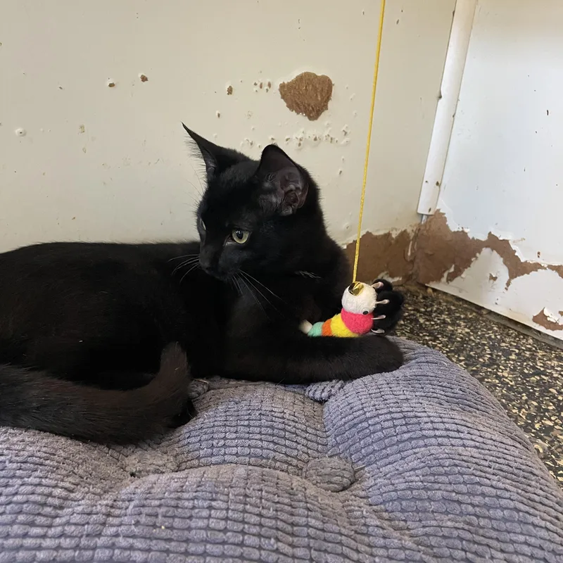 A baby medium-sized male Domestic Short Hair cat named Pedie & RePedie for adoption in McKenzie, TN