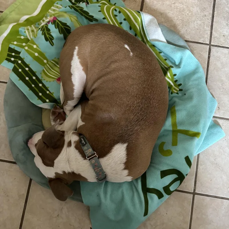 An adult large-sized male Yellow / Tan / Blond / Fawn Pit Bull Terrier dog named Alberto for adoption in Austin, TX