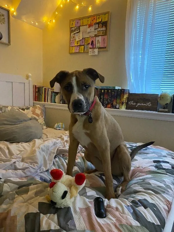 An adult medium-sized female Brown / Chocolate Pit Bull Terrier dog named Red for adoption in Fruit Heights, UT