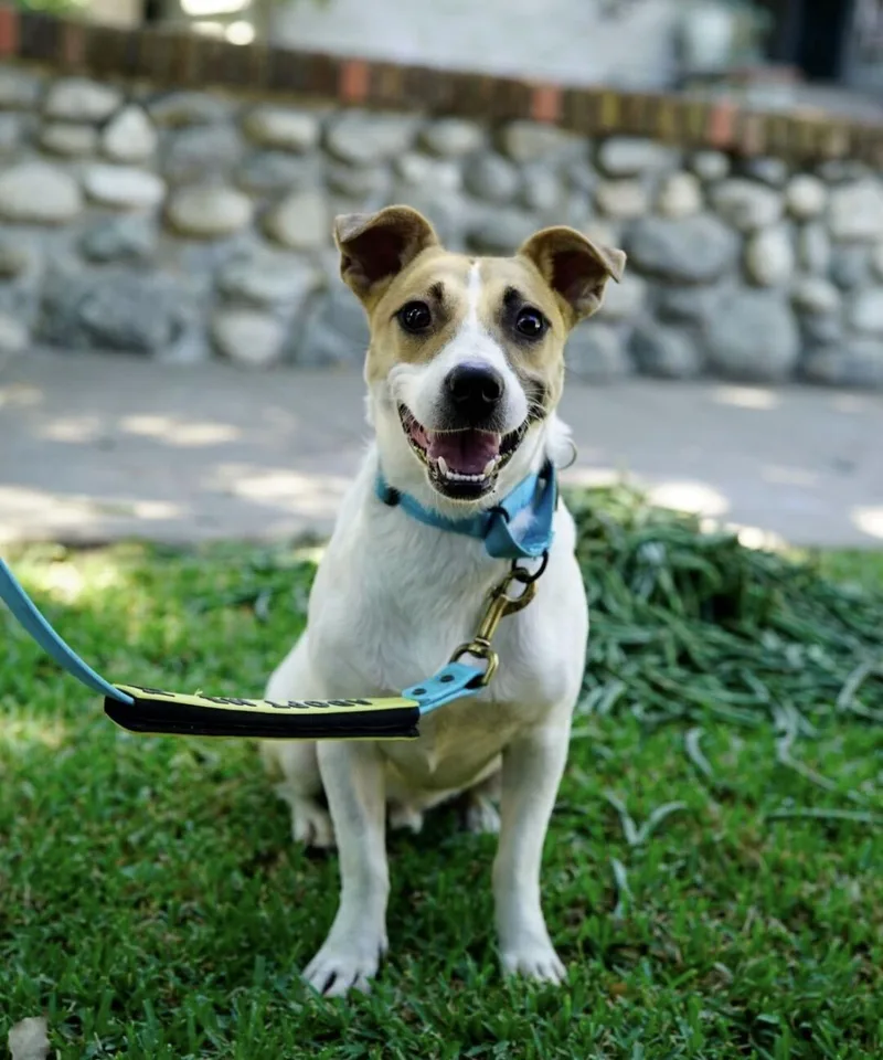A young medium-sized male Labrador Retriever dog named Flint for adoption in Pasadena, CA
