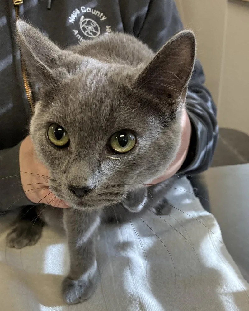 A young small-sized male Domestic Short Hair cat named Grayson for adoption in Petaluma, CA