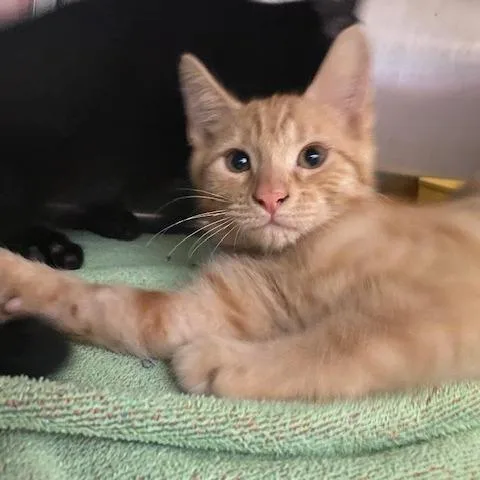 A baby small-sized male Orange / Red Domestic Short Hair cat named Cheeto for adoption in Dayton, OH
