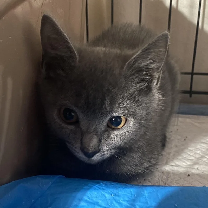 A baby small-sized male Gray / Blue / Silver Domestic Short Hair cat named GrapeNut for adoption in Irwin, PA