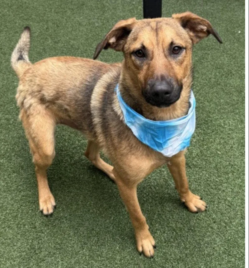 A young medium-sized male Shepherd dog named Sonar for adoption in Bloomfield, CT