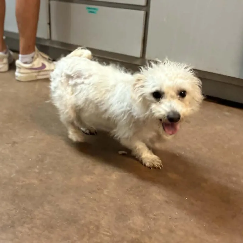 A young small-sized female White / Cream Maltese dog named Rihanna for adoption in Stephenville, TX